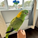 Female Yellow naped Amazon parrot for sale