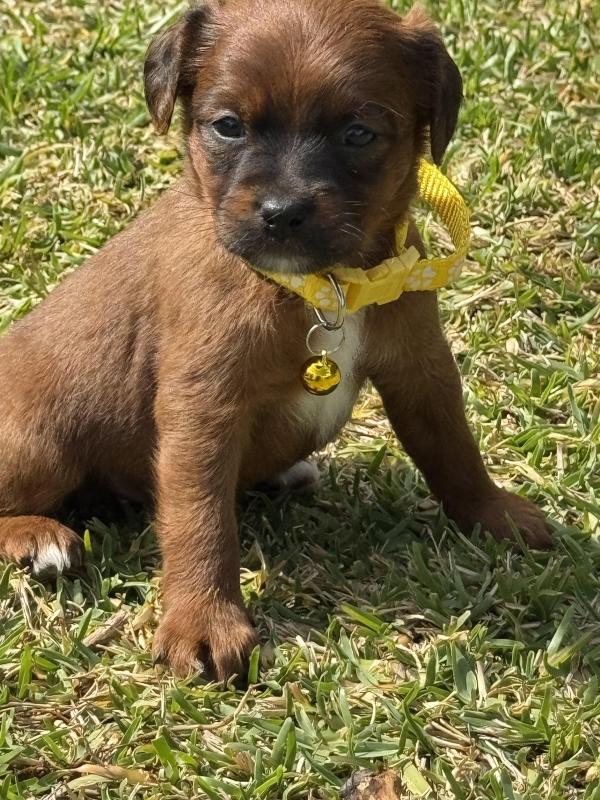 Stunning Tiny toy jackoodle puppies