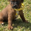 Stunning Tiny toy jackoodle puppies