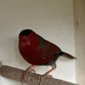 Crimson Finch