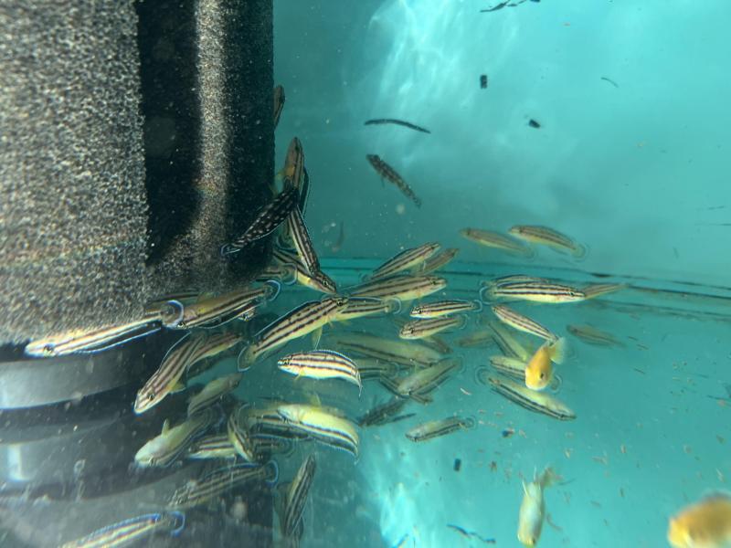 FS: tangs and malawis