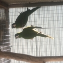 Hahns macaws unrelated pairs DNA