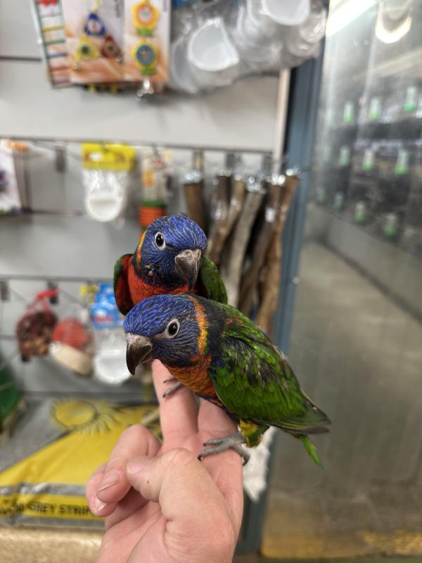 Handraised rainbow lorikeets