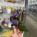 Handraised rainbow lorikeets