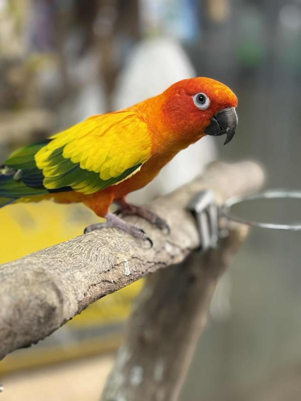 Handraised sun conure