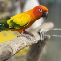 Handraised sun conure
