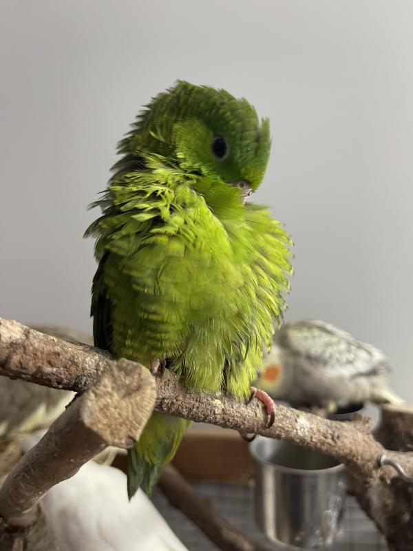 Lineolated parakeets