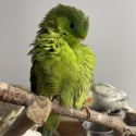 Lineolated parakeets