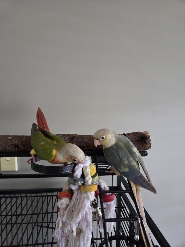 Handraised Conures
