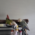 Handraised Conures