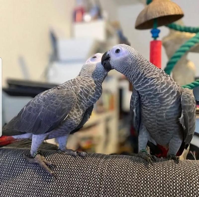 Intelligent & Loving African Greys Available