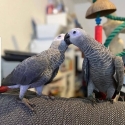 Intelligent & Loving African Greys Available