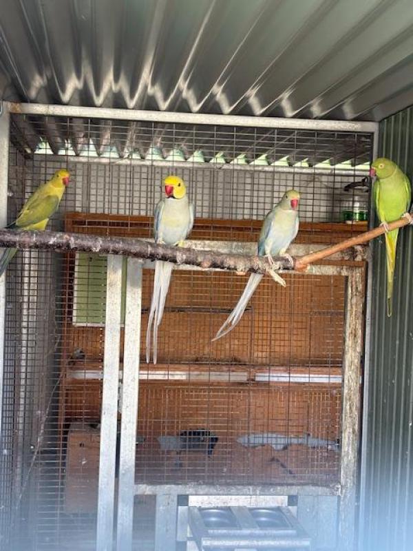 Ringnecks:  Clearhead Fallows (CHFs)