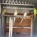 Ringnecks:  Clearhead Fallows (CHFs)