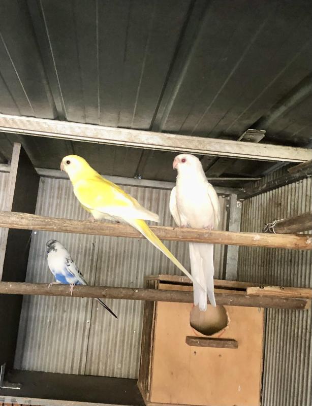 A pair of Redrumps for sale