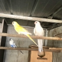 A pair of Redrumps for sale