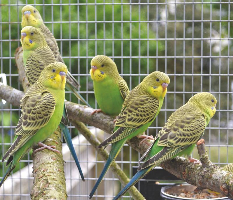 Pure normal bush budgies