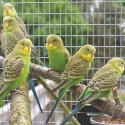 Pure normal bush budgies