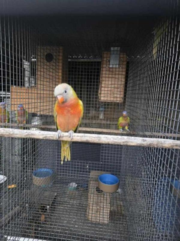 Mustard blue front lorikeet