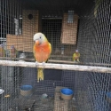 Mustard blue front lorikeet