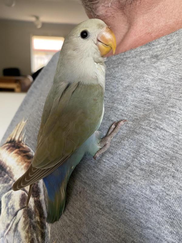 Handraised DNA lovebirds and fischers