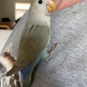 Handraised DNA lovebirds and fischers