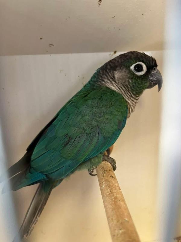 Young Turquoise Green Cheek (unsexed)