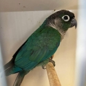 Young Turquoise Green Cheek (unsexed)
