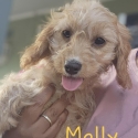 Toy Cavoodle Boy