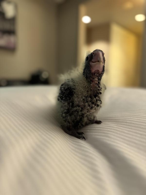 Chicks Wanted for HR - Brooder ready to go!