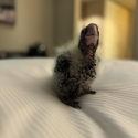 Chicks Wanted for HR - Brooder ready to go!