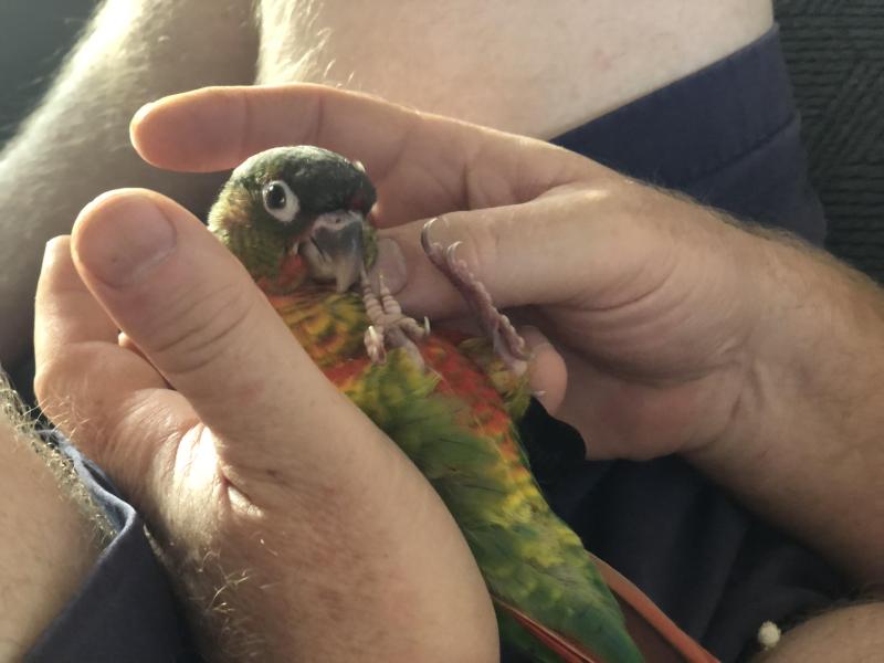 Hand raised green cheek conure