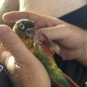 Hand raised green cheek conure
