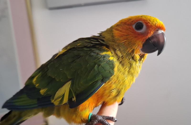 Sun conures  hand raised