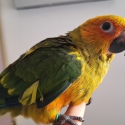 Sun conures  hand raised