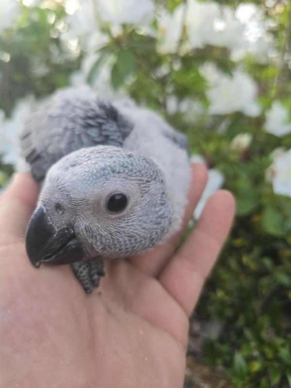 Handraised African greys
