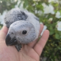 Handraised African greys