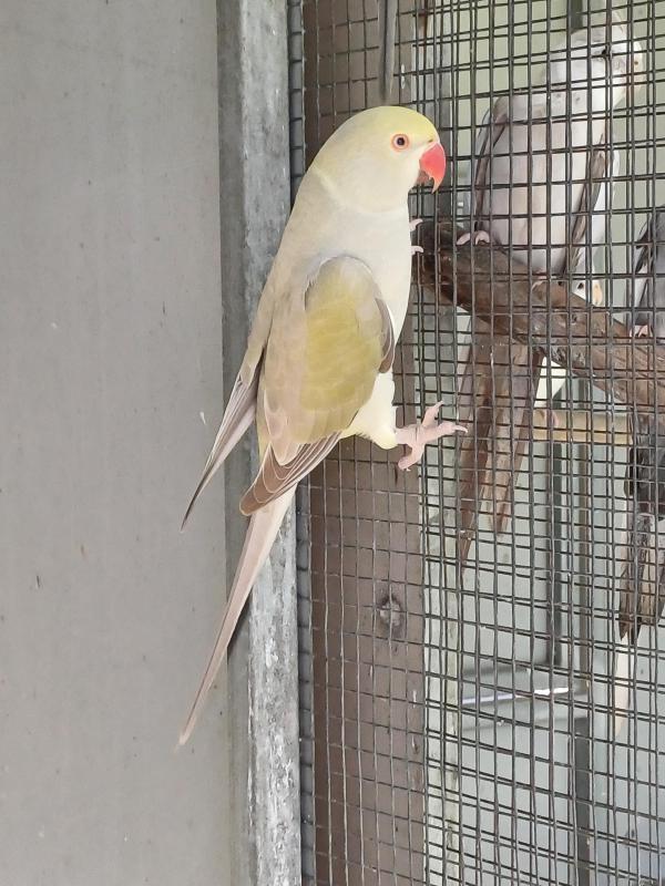 Cinnamon Indian Ringnecks