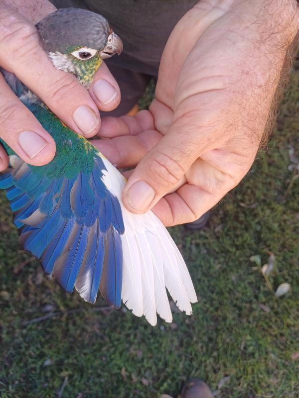 Turquoise Yellowsided Pied Green Cheeks