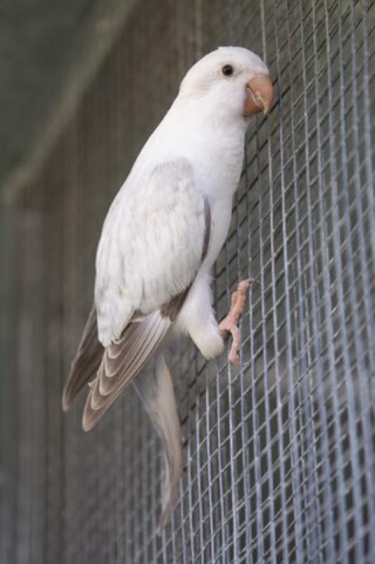 Breeding pairs Opaline Pallid Quakers