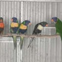 Blue Rainbow Lorikeets