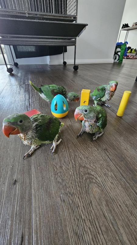 Alexandrine Babies Dna'd