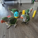 Alexandrine Babies Dna'd