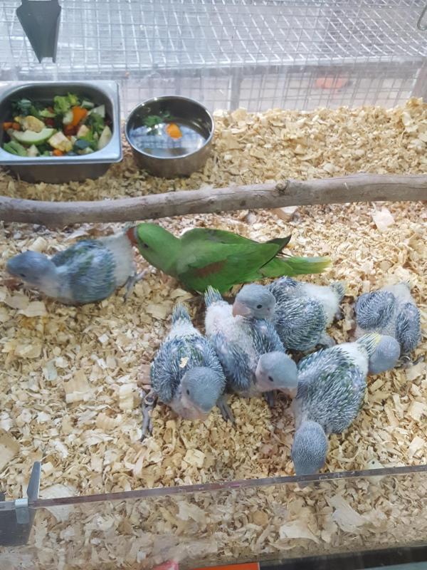 Alexandrine babys for sale and other parrots