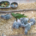 Alexandrine babys for sale and other parrots