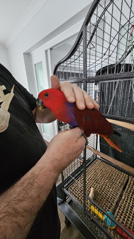 Handraised, Beautiful ,Rare Vosmaeri Eclectus Female,Very Talkative