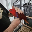 Handraised, Beautiful ,Rare Vosmaeri Eclectus Female,Very Talkative