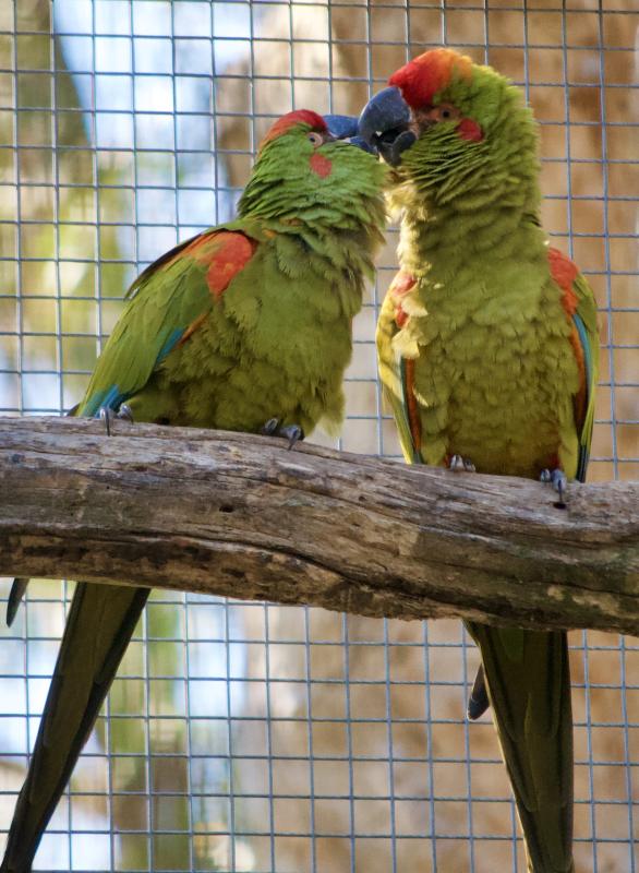 Red Fronted Macaws Self Bonded Pair