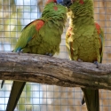 Red Fronted Macaws Self Bonded Pair