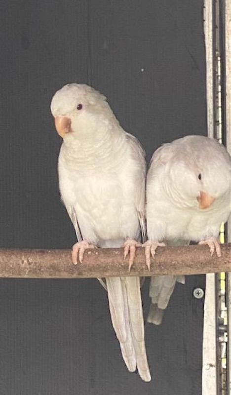 Mutation Quaker Parrots